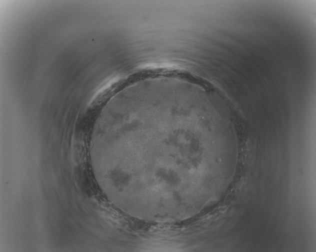 X0000077360967200610271850