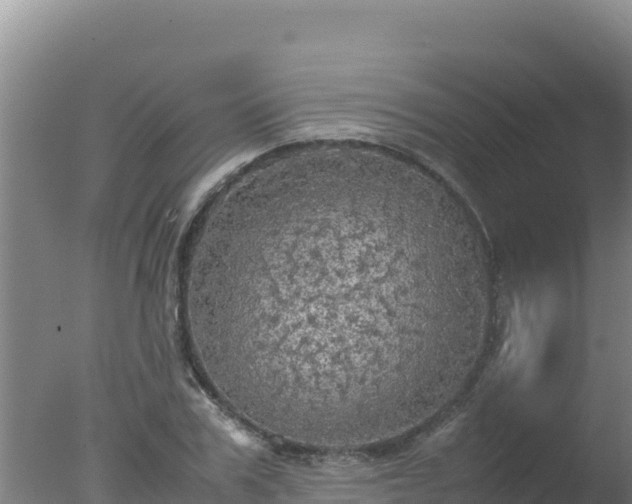 X0000077360979200610271850