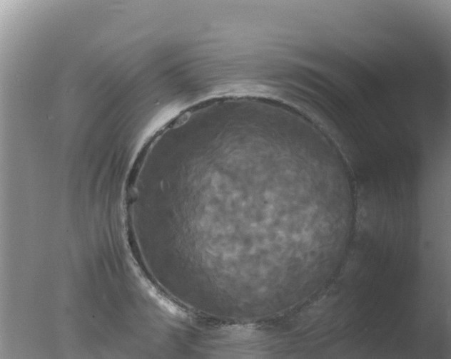 X0000077360990200610271849