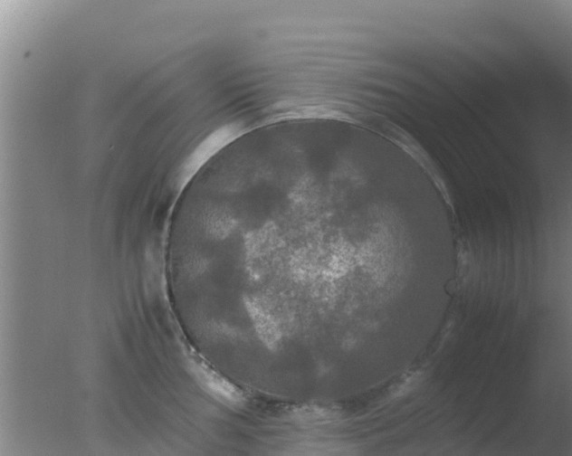 X0000077361002200610271849