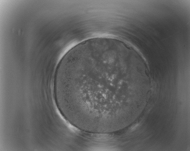 X0000077361007200610271849