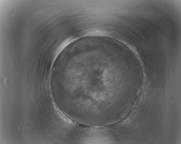 X0000077361008200610271849