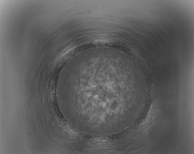 X0000077361015200610271848