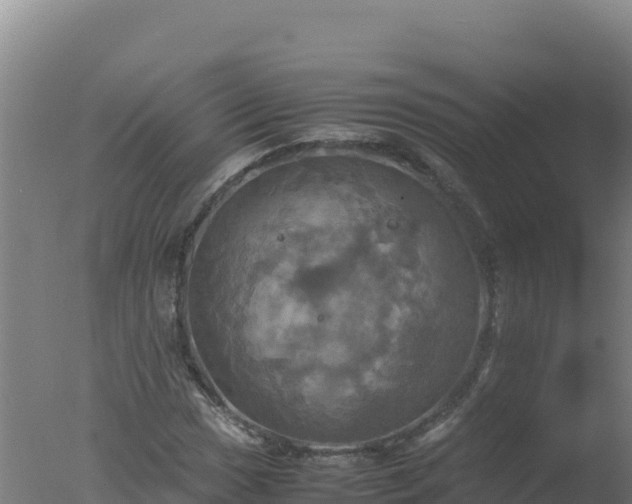 X0000077361017200610271848