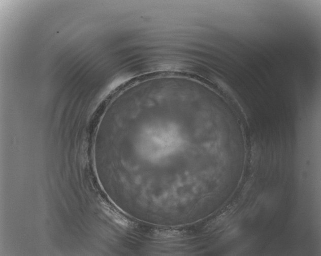 X0000077361019200610271848