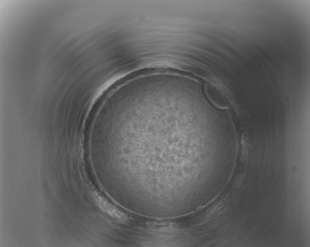 X0000077361020200610271848