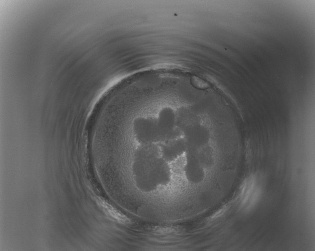 X0000077361021200610271848