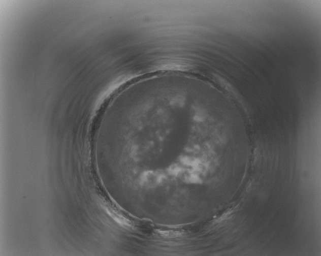 X0000077361027200610271849