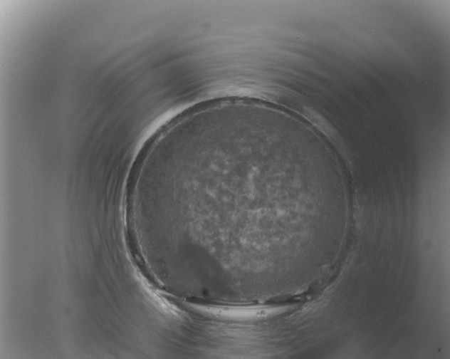 X0000077361028200610271849