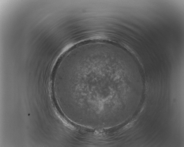 X0000077361029200610271849