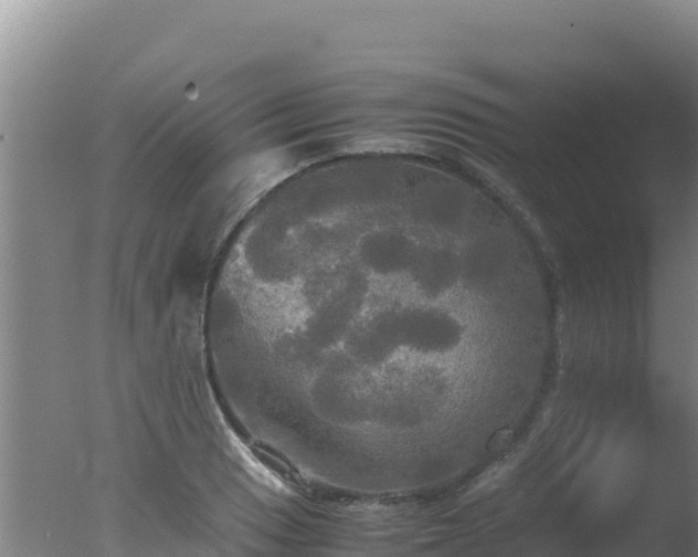 X0000077361033200610271849