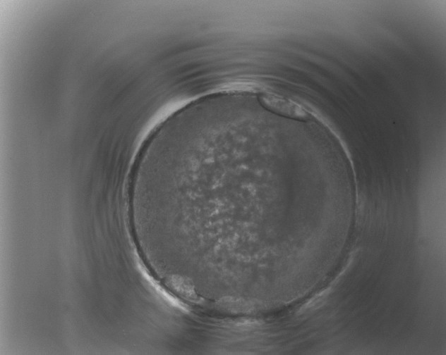 X0000077361045200610271849