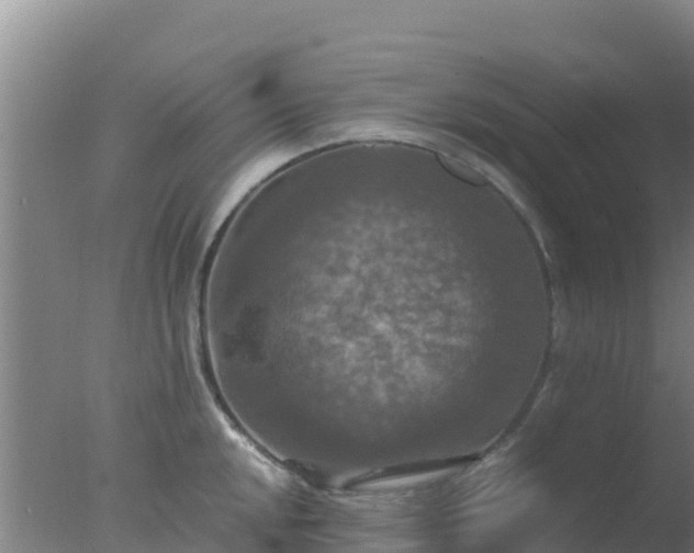 X0000077361048200610271849