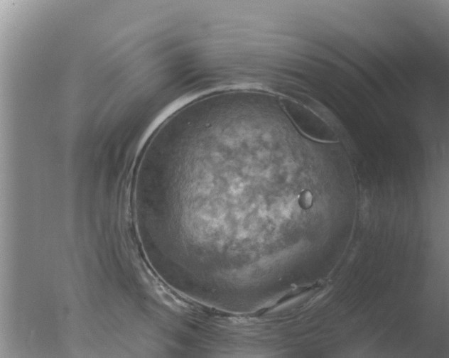 X0000077361052200610271849