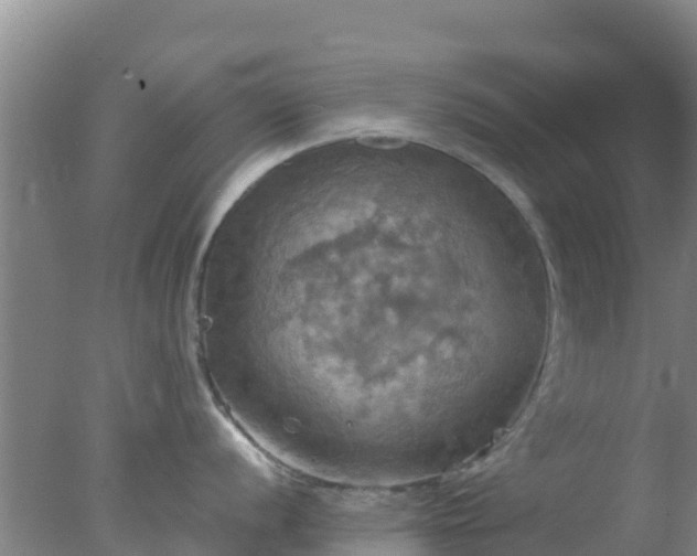 X0000077361056200610271849