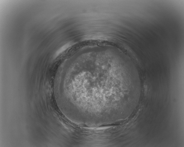 X0000077361064200610271848