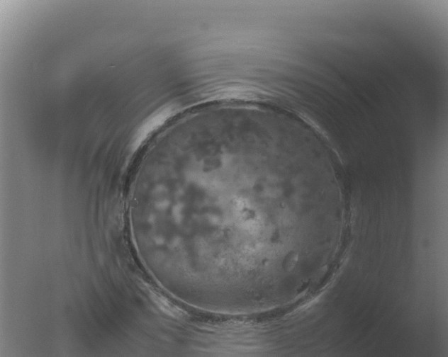 X0000077361067200610271848