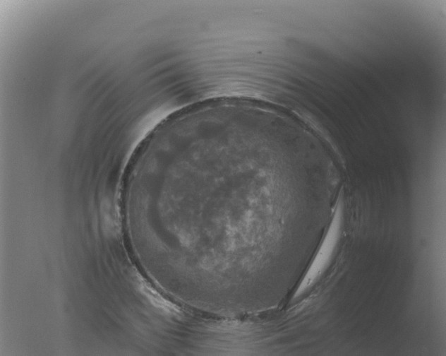 X0000077361068200610271848