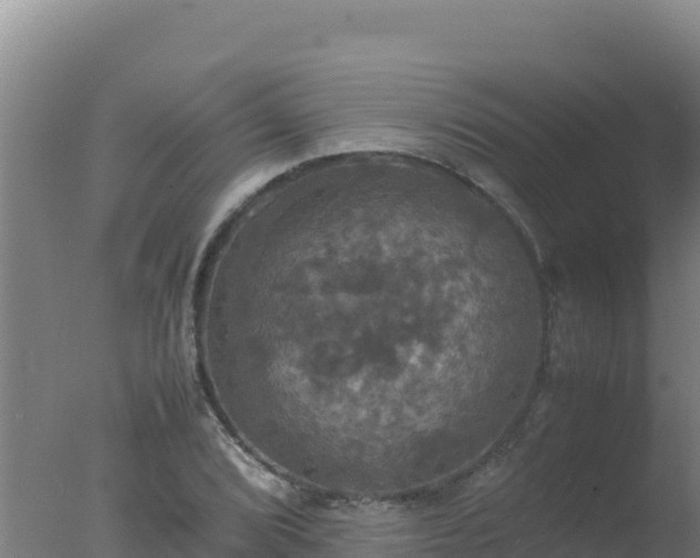 X0000077361072200610271848