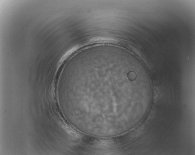 X0000077361074200610271848