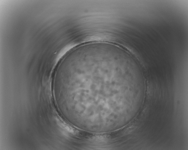 X0000077361078200610271848