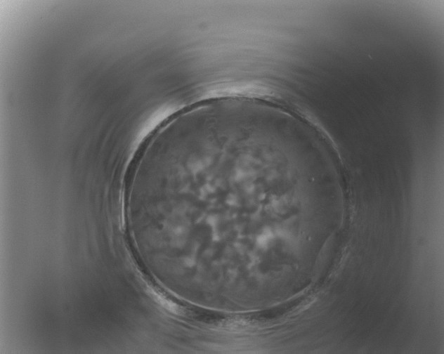 X0000077361079200610271848