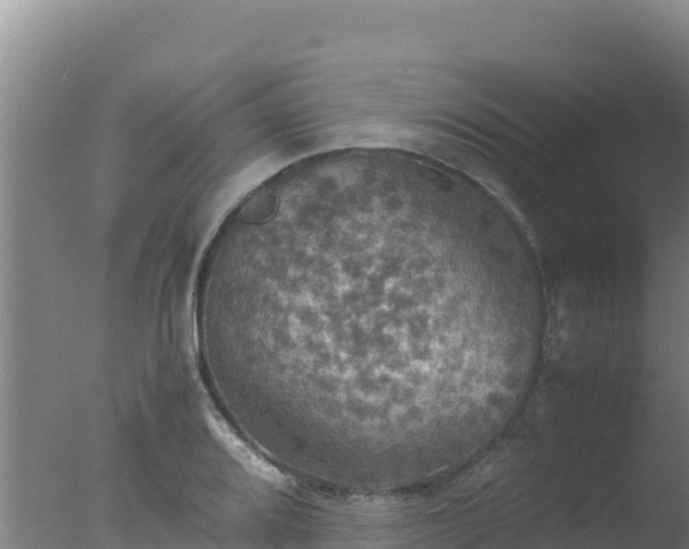 X0000077361080200610271848