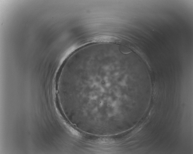 X0000077361083200610271848