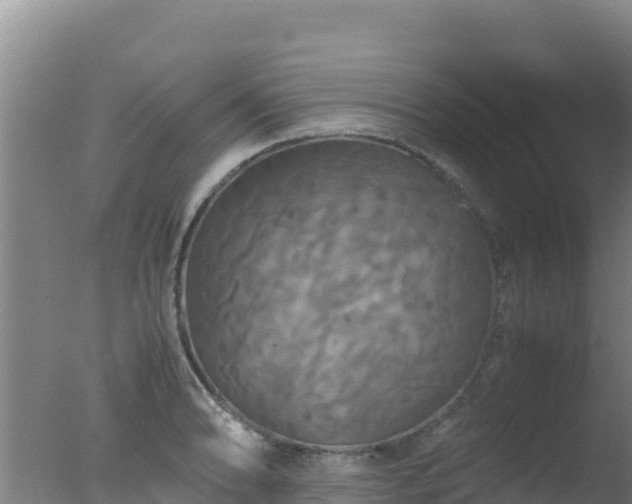 X0000077361086200610271848