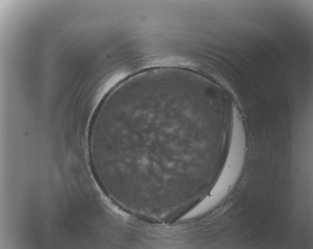 X0000077361087200610271848