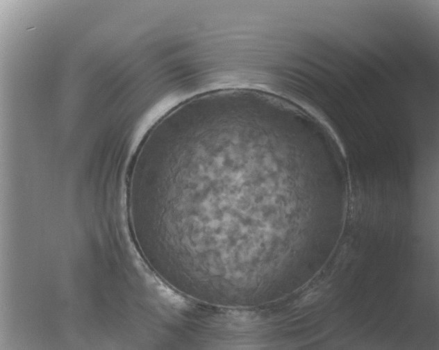 X0000077361096200610271848