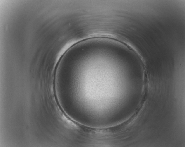 X0000077361102200610271848