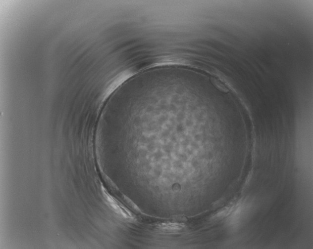 X0000077361137200610271847