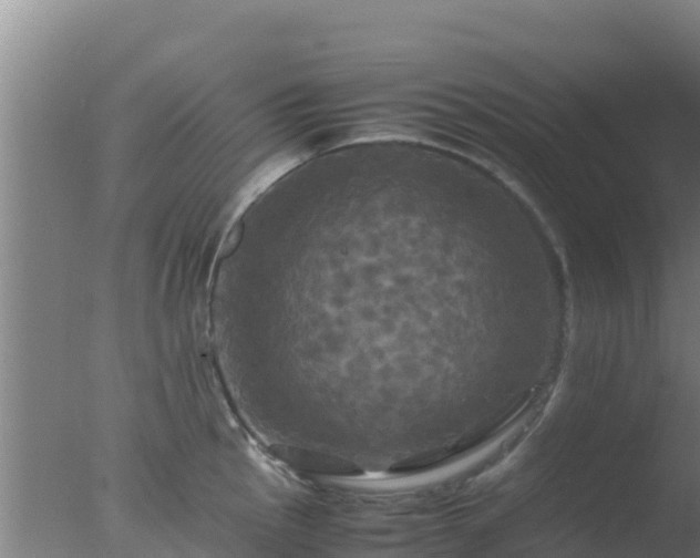 X0000077361145200610271847