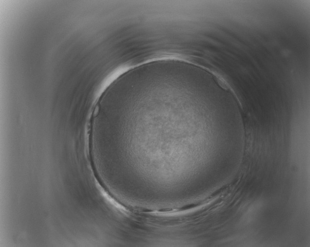 X0000077361151200610271847