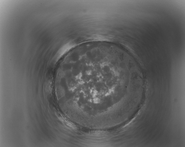 X0000077361163200610271846