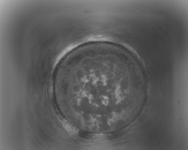 X0000077361167200610271846