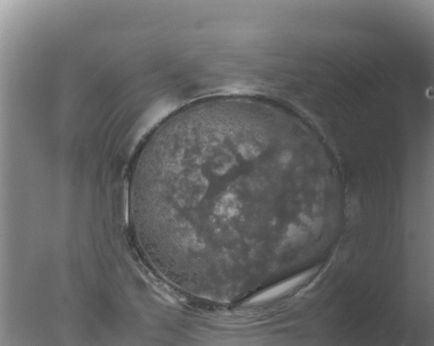 X0000077361171200610271846