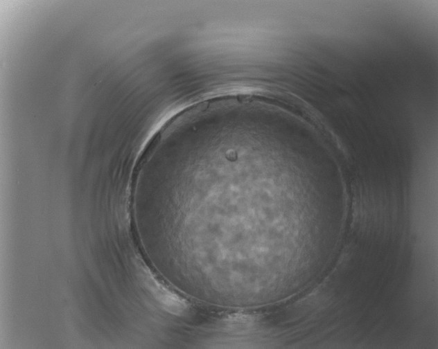 X0000077361178200610271846