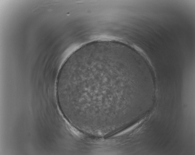 X0000077361183200610271846