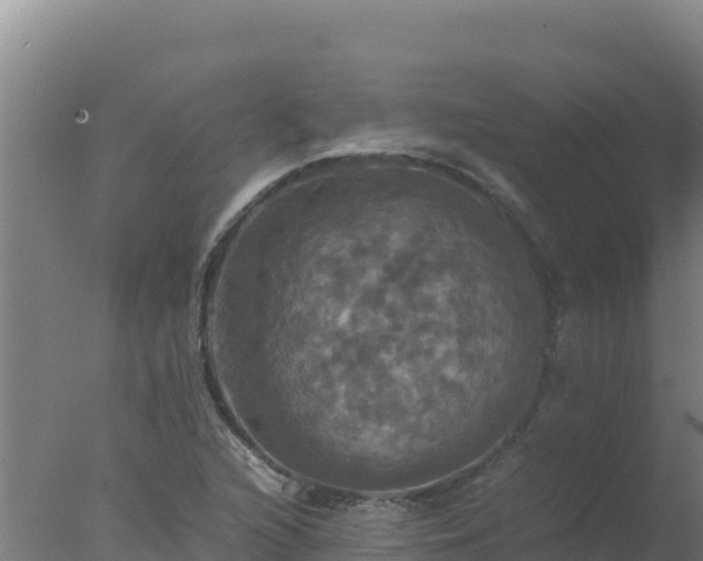 X0000077361216200610271845