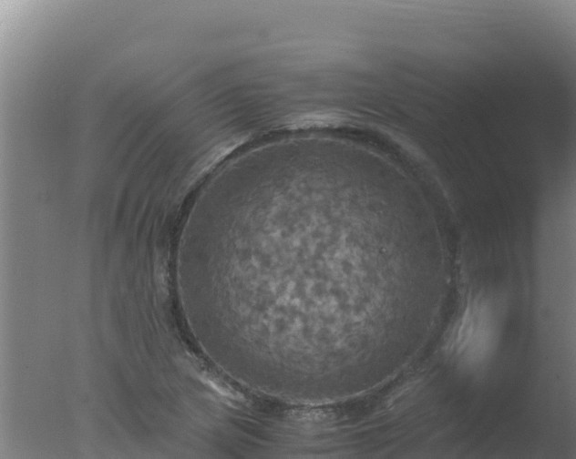 X0000077361217200610271845