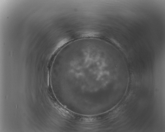 X0000077361219200610271845