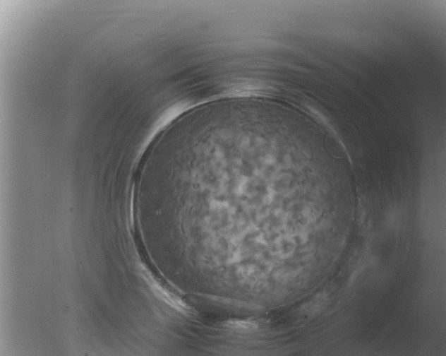 X0000077361227200610271846