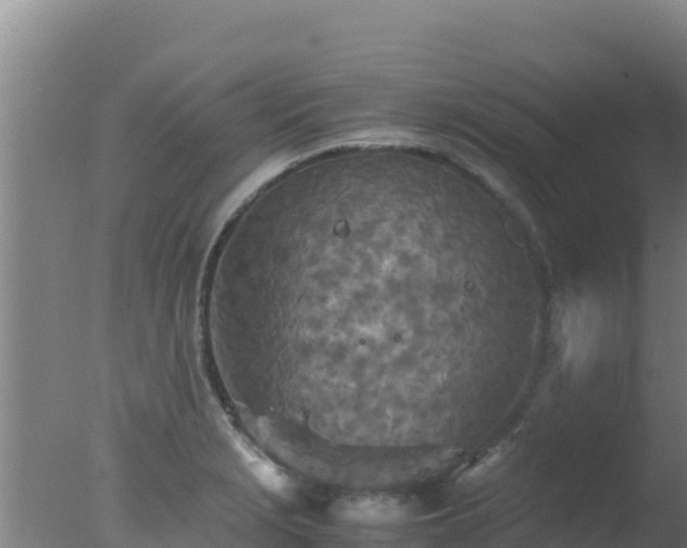 X0000077361229200610271846