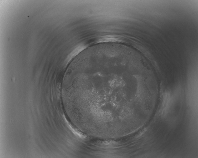 X0000077361233200610271846