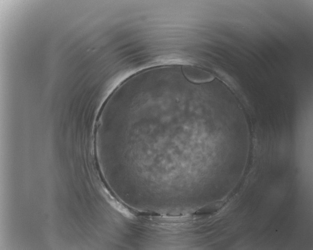 X0000077361236200610271846