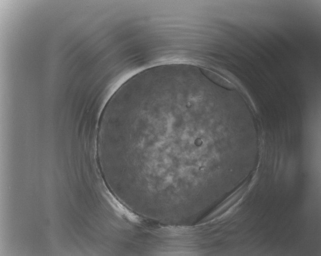 X0000077361244200610271846