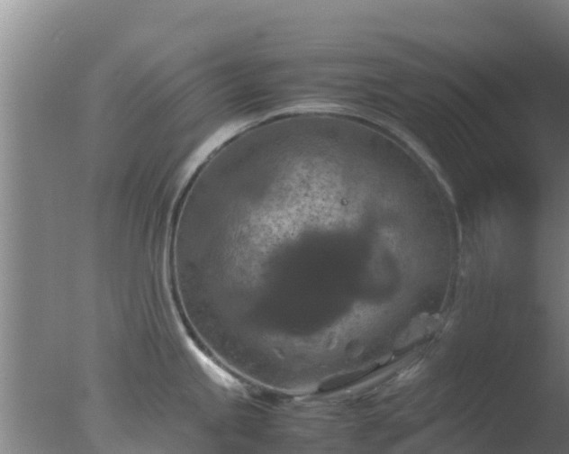 X0000077361245200610271846