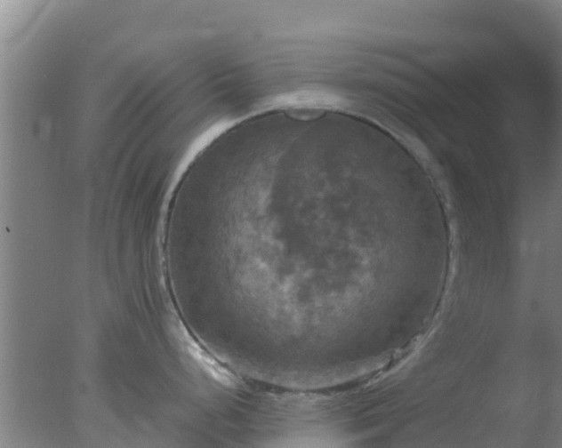 X0000077361248200610271846